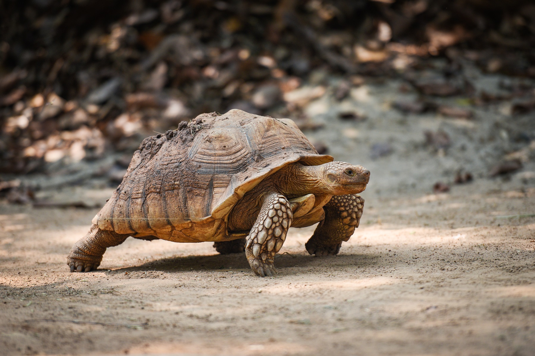 schildkröte als beispiel für longevity
