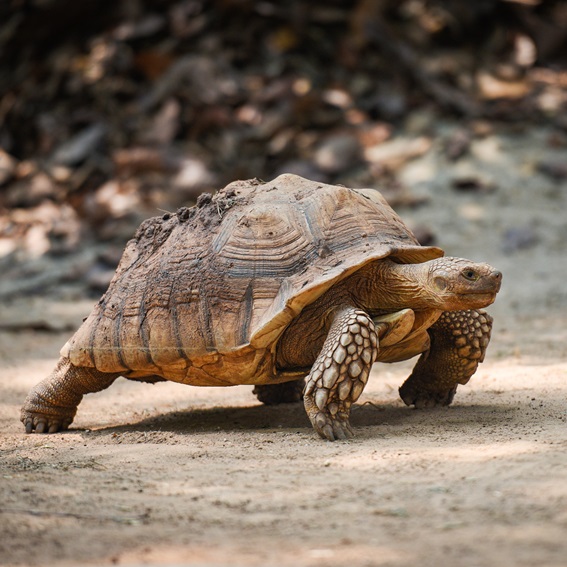 Longevity – Was Du von der Schildkröte über ein langes, gesundes Leben lernen kannst